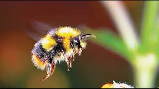 Смешные Моменты с Пушистыми Друзьями