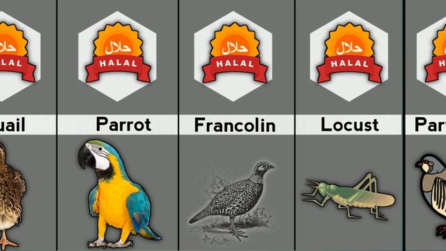 Halal Animals Meat In Islam - Fiqh-e-Hanafi смотреть онлайн