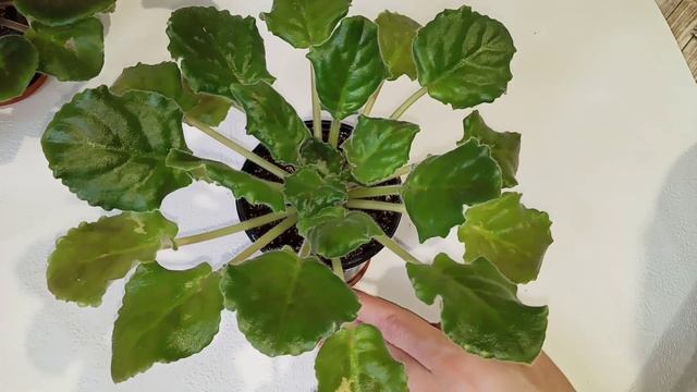 Почему у фиалки закручиваются листья? Проблемы с листьями у фиалок! смотреть онлайн