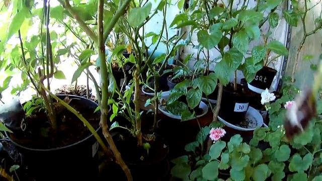 Необычные способы размножения сверх острого переца. смотреть онлайн