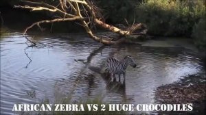 Два ГИГАНТСКИХ КРОКОДИЛА🐊🐊 РАЗРЫВАЮТ  африканских ЗЕБР 🦓