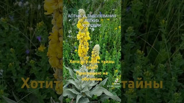 #медитация #таро #травы #полезные_советы #психологияотношений #целительница смотреть онлайн