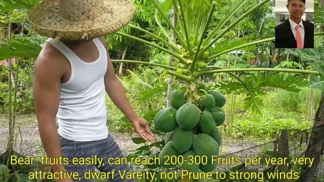 RED LADY PAPAYA VS RED ROYALE, Papaya Farming Comparison