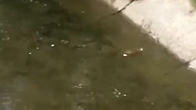 Крысы в Бунарке смотреть онлайн