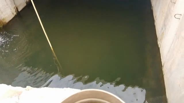 Удивляйтесь Где может жить осетр в каких условиях смотреть онлайн