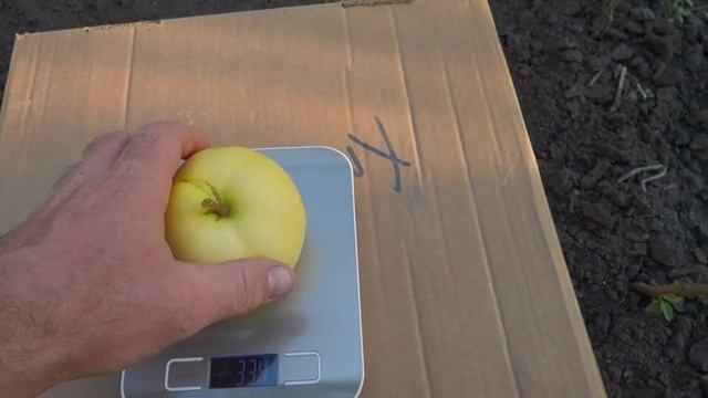 Айва-Цидолюс - это гибрид айвы и яблони.