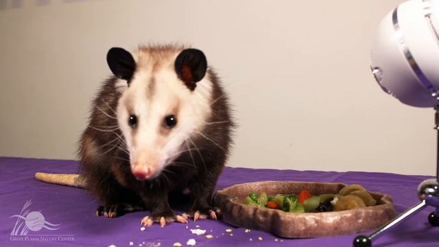 Opossum ASMR [Wildlife ASMR] смотреть онлайн
