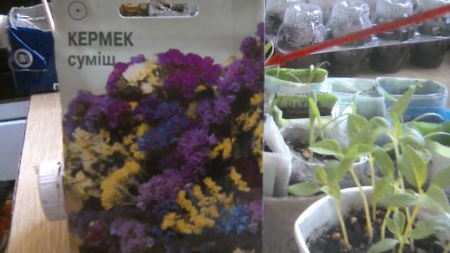 Статиця кермек.Сіємо на розсаду. смотреть онлайн