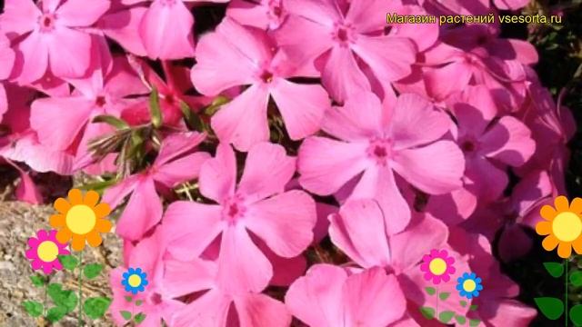 Флокс шиловидный МакДэниэлс Кашн. Краткий обзор, описание phlox subulata McDaniels Cushion смотреть онлайн
