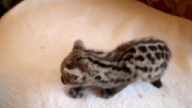 Baby Spotted Genet Playing, Our Pet genet, Genets as pets смотреть онлайн