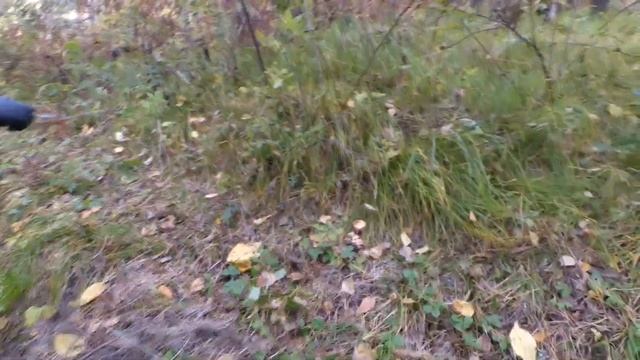 [Опята] Осенняя прогулка по лесу. смотреть онлайн