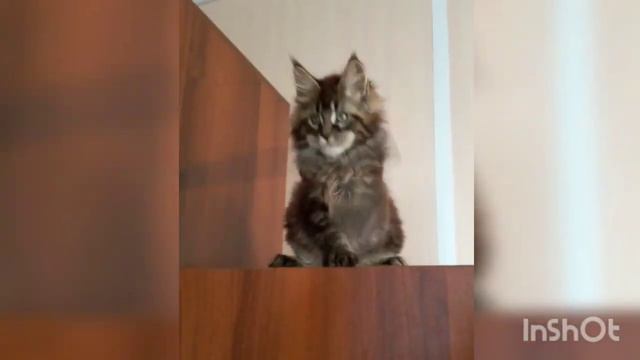 Немного Ми-Ми-Ми из 2019! Хотите посмотреть их взрослыми? смотреть онлайн