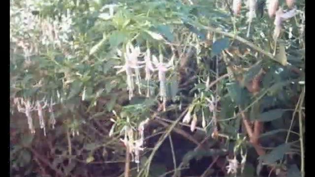 In An Aussie Garden смотреть онлайн