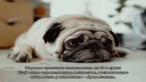 Собака съела крысиный яд: смертельная доза, признаки отравления