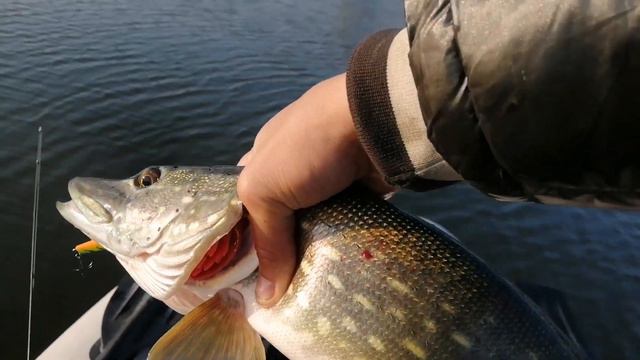 Щука Осенью 2020! Два дня рыбалки! Очередной срез воблера, ловля тролингом! смотреть онлайн