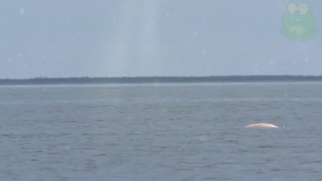 Самый крупный сухопутный хищник, символ Арктики, белый медведь смотреть онлайн