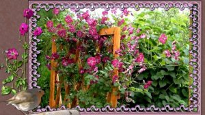 Клематис "Рубра" (Rubra)