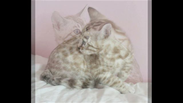 (RESERVED for Kim) 💕Spice🐾 10 Week Old Seal Mink (Snow) Female Bengal Kitten... 💕 (RESERVED for Kim смотреть онлайн