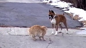 Жесткая драка собаки с кошкой