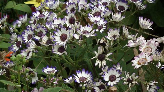 Amazing and Most Beautiful Cineraria Flowers | Cineraria Eye Drops смотреть онлайн