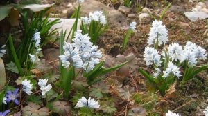 Весенние цветы с названиями. Красивые фото и спокойная музыка.