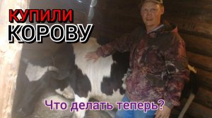 Купили корову , что дальше делать?