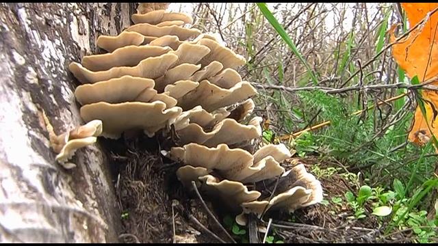 "Грибы-грибочки, цветы- цветочки" смотреть онлайн