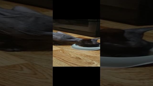 Сфинкс кушает смотреть онлайн