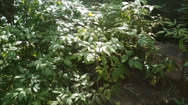 Лес. Ветки. Веники и Козы смотреть онлайн