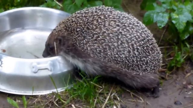 7. Толстый Еж смотреть онлайн