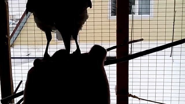 Зимня жизнь вороны Каркуши. Вторая часть. смотреть онлайн