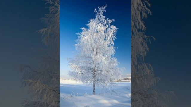 Сергей Есенинелая береза под моим окном смотреть онлайн