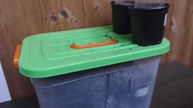 Мурайя метельчатая выращивание из семянчасть 3