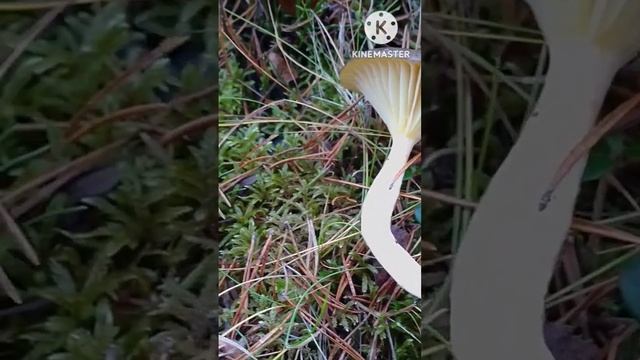 Frostvaxskivling, Hygrophorus hypothejus, 31 oktober 2022 смотреть онлайн