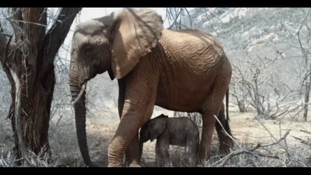 Мама-слониха привела новорожденного слоненка к людям, которые спасли ей жизнь смотреть онлайн