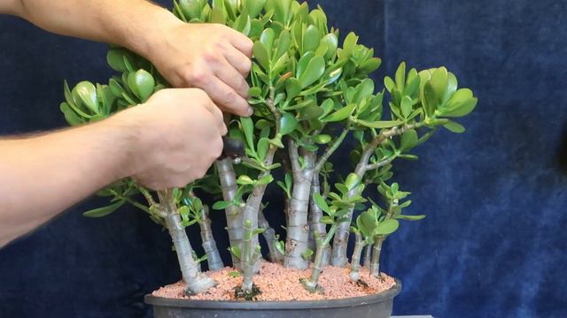 Crassula ovata padure proiect bonsai Ep.3 Tăiere de formare
