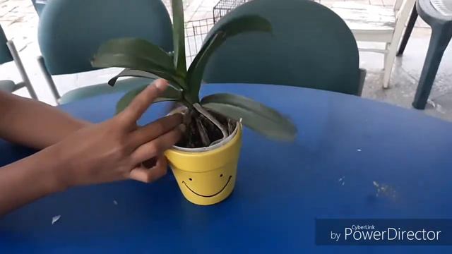 ORCHID CARE GUIDE!!! смотреть онлайн