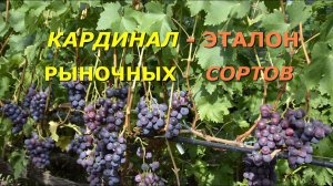 КАРДИНАЛ - ЭТАЛОН РЫНОЧНЫХ СОРТОВ ВИНОГРАДА