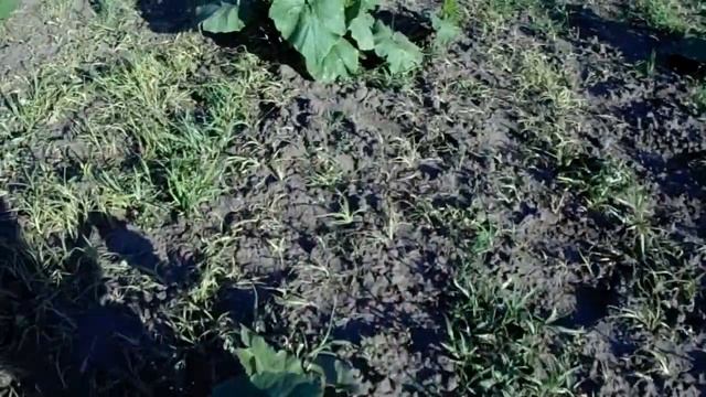 Гербіцид Раундап в боротьбі з бур'янами на гарбузах смотреть онлайн