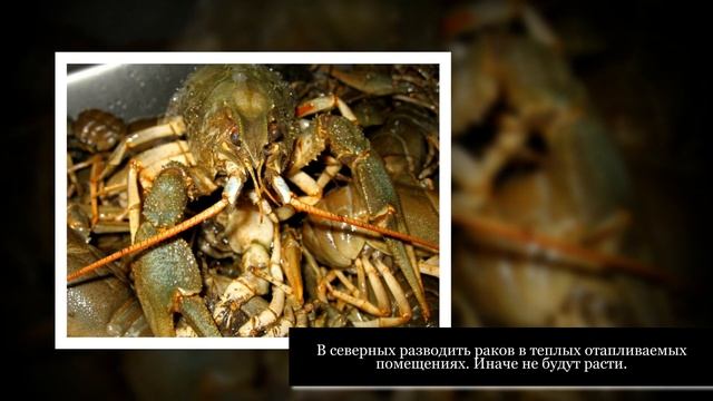 Семейный оазис