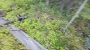 МЕТАЛЛОМЩИКИ НЕ ДАЮТ ШАНСОВ!Собираем изоляторы|Нашли редкие тф![isolator hunt]