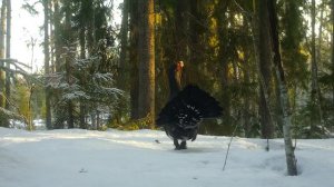Токовище глухарей в объективе фотоловушки. Весна 2021.