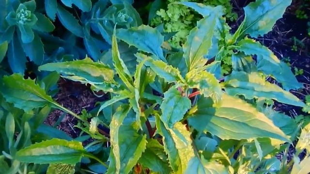 Большая клумба во дворе..Миксбордер.. смотреть онлайн