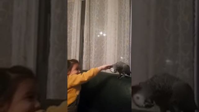 Попугай Жако любит когда его делают массаж 🤣😊❤ смотреть онлайн