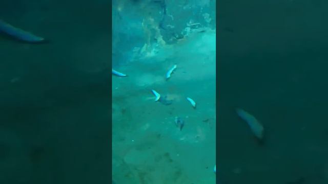 Penguenos смотреть онлайн