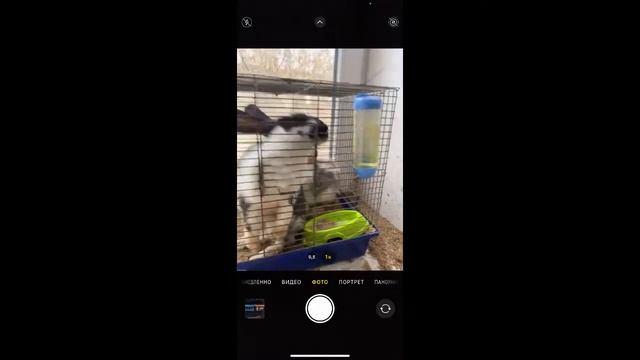 Стрим в Free Fire Турики на сто алмазов смотреть онлайн