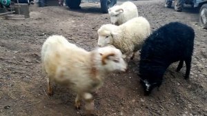 бараны бодаются