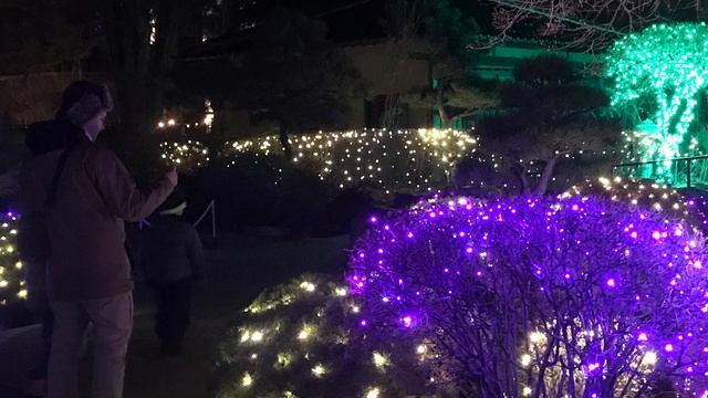 Ботанический сад Денвера на Рождество. Цветение света. Blossom of light. смотреть онлайн