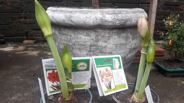 Dica para sua Amaryllis! смотреть онлайн