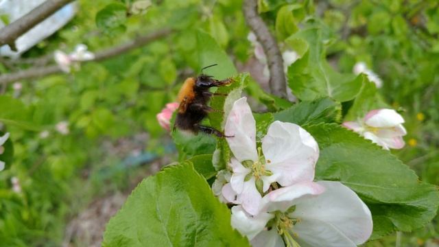 Спасение шмеля